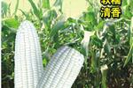 银蝶糯8号