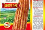 银蝶玉9号