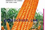 万川1306