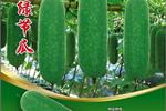 玲绿节瓜