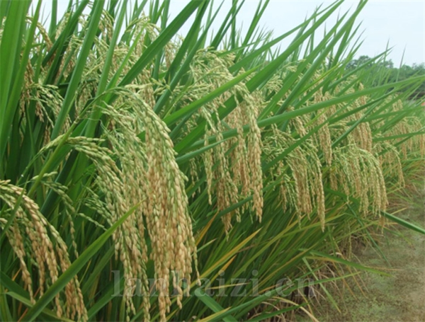 绿海优688 
