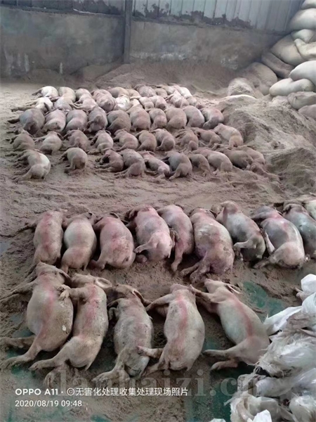 肉粉