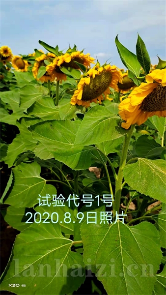 诚牌K7杂交向日葵种子