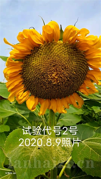 诚牌C92杂交向日葵种子