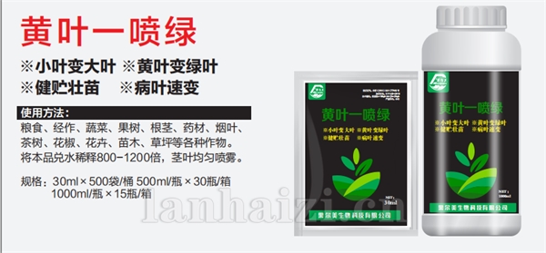 黄叶一喷绿