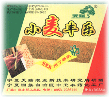 小麦丰乐 