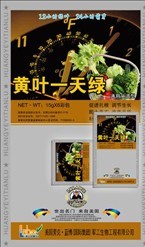 黄叶一天绿 