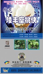 棉花矮丰座桃快 