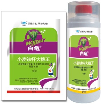 白龟-铁杆大穗王 