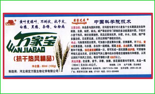 小麦抗干热风精品 