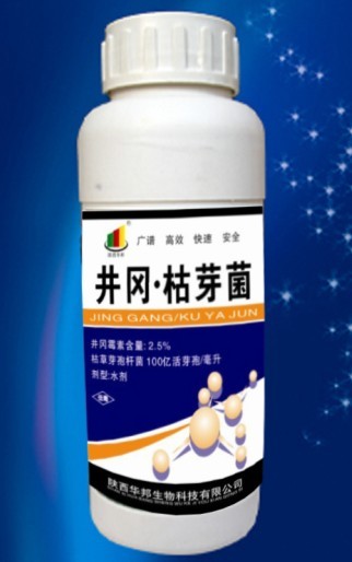 井冈枯芽菌 