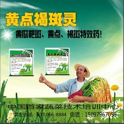 黄点褐斑灵 