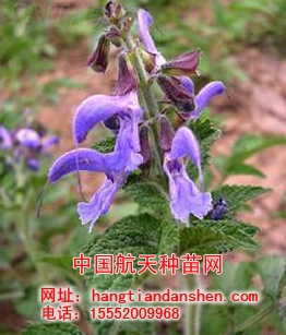 供应丹参种子 