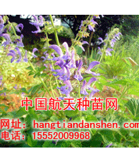 供应丹参种子，免费传授无草育苗技术 