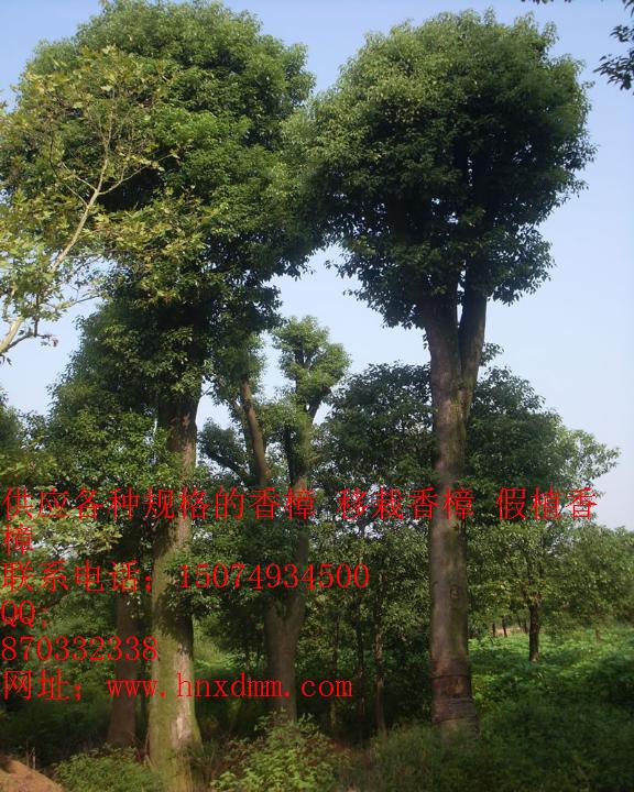 本基地常年为您提供各种规格的香樟,移栽香樟,杀头香樟,骨架香樟,全冠香樟。 