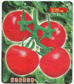 番茄种子——宝粉198