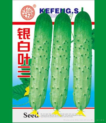 银白叶三