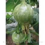 秀珍三号——菜用南瓜产品系列