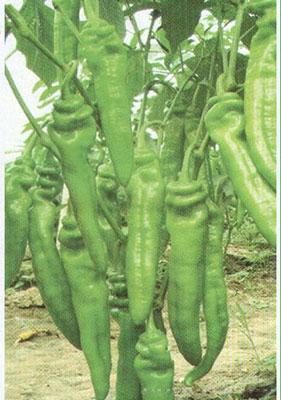 辣椒种子——荷兰37-58辣椒种子