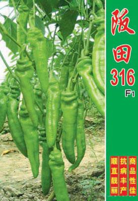 辣椒种子——阪田316（日本进口）