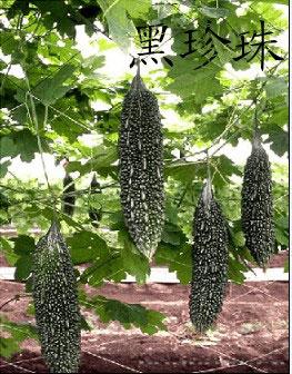 黑苦瓜种子——黑珍珠