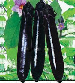 茄子种子——日本剑龙
