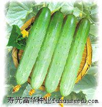 黄瓜种子——旱黄瓜好乐（好彩）种子