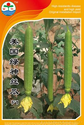 丝瓜种子---美国神绿