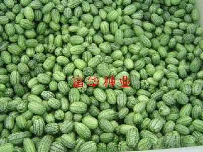 西瓜种子——迷你小西瓜