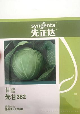 甘蓝种子---先甘382
