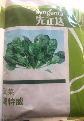 菠菜种子---澳特威