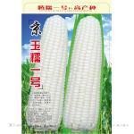 京糯一号——玉米种子