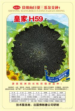 皇家'H59'——食葵种子