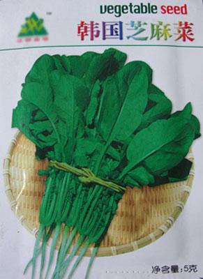 特菜种子——韩国芝麻菜
