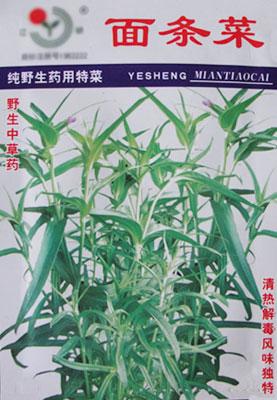 特菜种子——面条菜