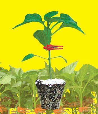 砧木种子——辣椒砧木