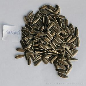 NWS3039——食葵种子