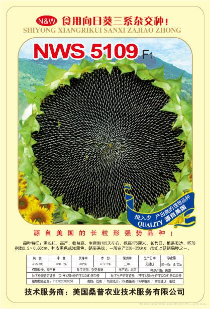 NWS5109——食葵种子