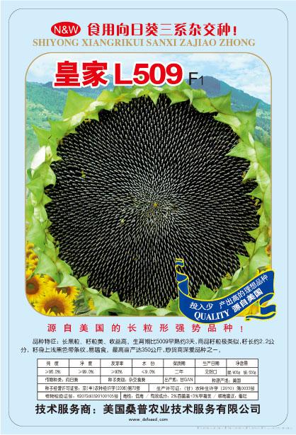 皇家L509——食葵种子