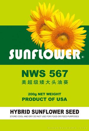 超级大头矮US-A668——油葵种子