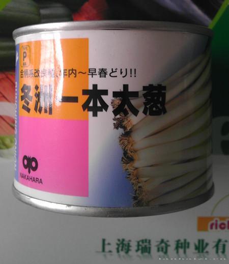 冬洲一本太葱