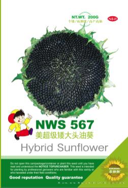 美国超级矮大头nws567——油葵种子