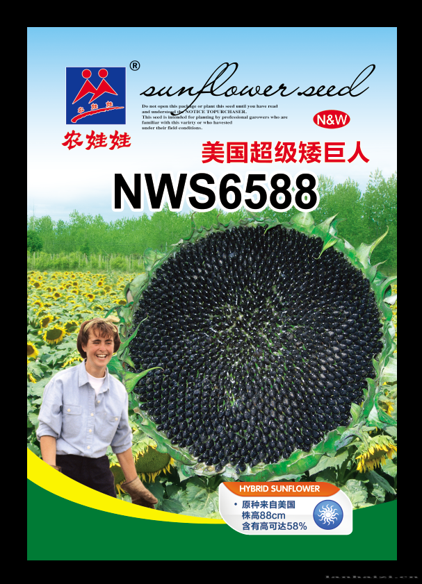美国超级矮巨人nws6588——油葵种子