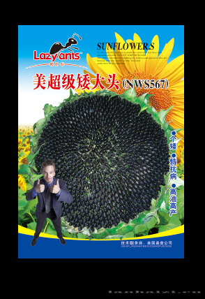 懒蚂蚁牌超级矮大头567——油葵种子