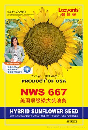 美国顶级矮大头NWS667——油葵种子