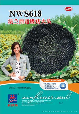 法兰西超级矮大头NWS618——油葵种子