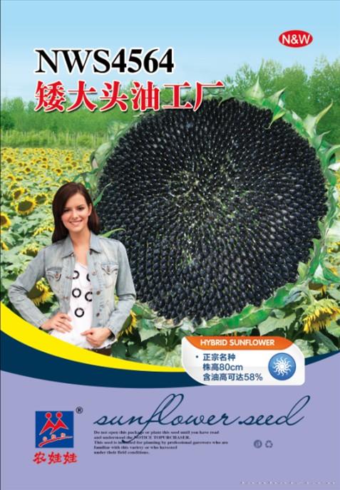 矮大头油工厂NWS4564——油葵种子