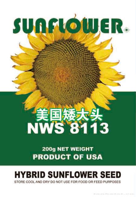 美国矮大头NWS8113——油葵种子