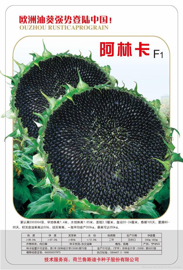 阿林卡——油葵种子
