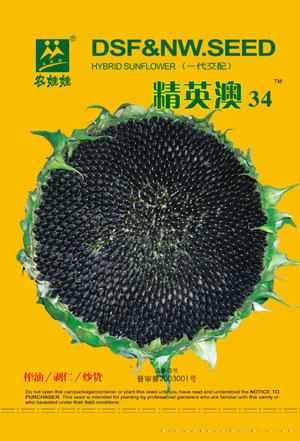 精英澳34——油葵种子